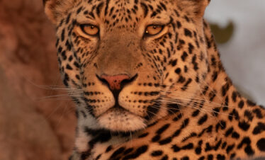 Sabi Sands Photographic Expedition & Optional Cape Town Extension