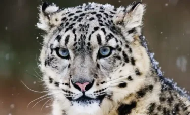 Snow Leopard Photography Expedition