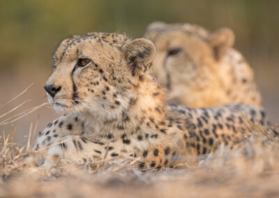 Singita Malilangwe Cheetah Brothers