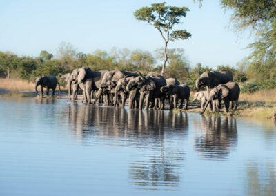 elephants at claradon dam