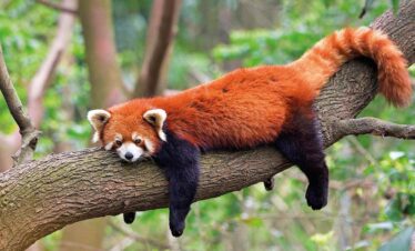 Ultimate Nepal Wildlife Expedition