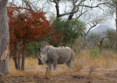 rhino bull red tree