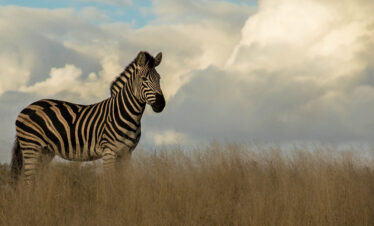 Private Photographic Safari Series
