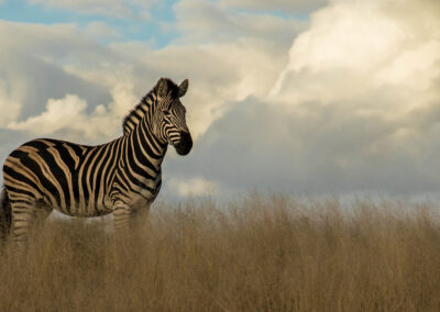 Zebra standing with cumulonimbus clouds on the horizon