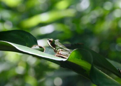 Close up of frog sitting on a leaf in a forrest