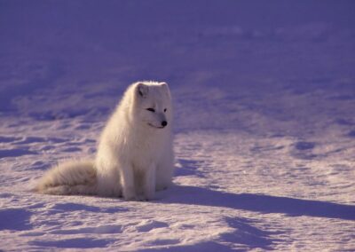 Artic Fox sitting in snow